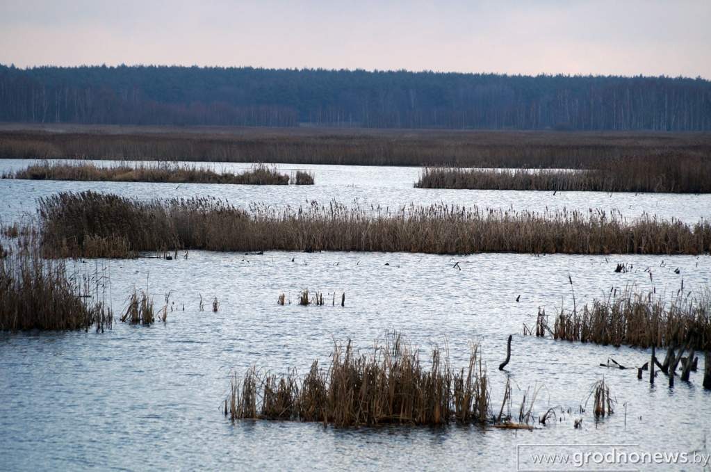Биологический заказник республиканского значения «Докудовский»